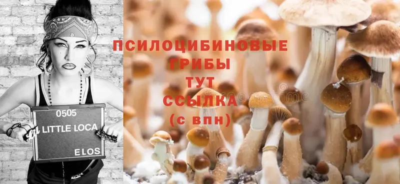 Псилоцибиновые грибы Psilocybine cubensis  Ртищево 